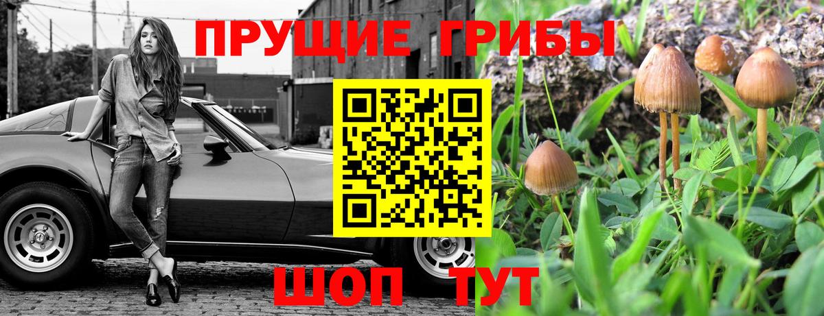 Псилоцибиновые грибы Psilocybe Лениногорск